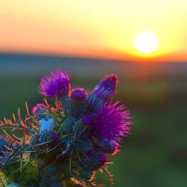 Song of the&nbsp;Ordinary