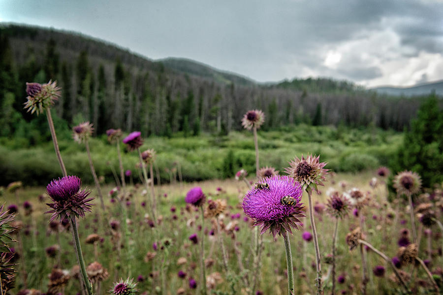 Tour of the Artist’s&nbsp;Home
