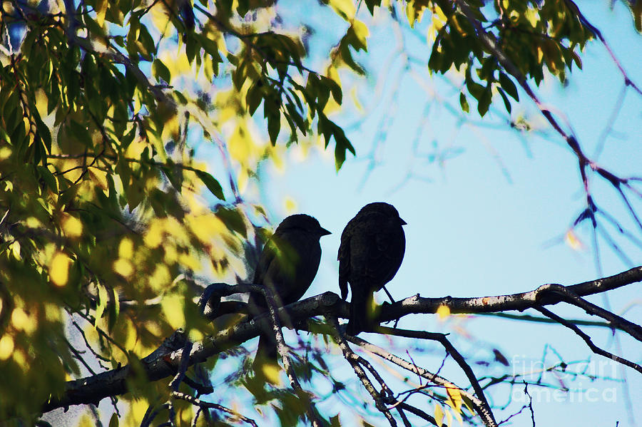two friendly birds in a country&nbsp;tree