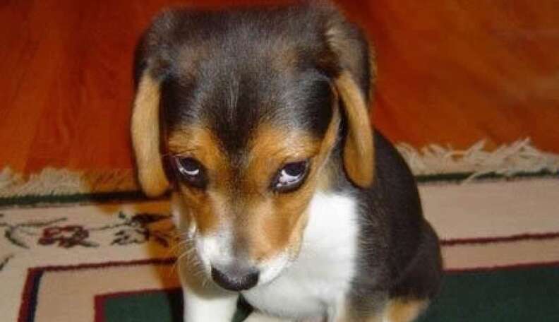 De Bunked Me O&nbsp;No