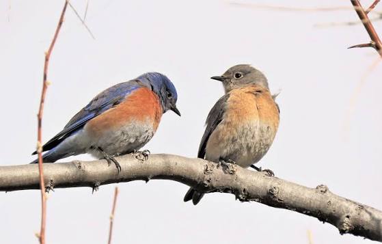 two friendly birds in a country&nbsp;tree