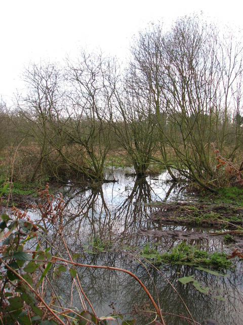 Firmer Ground